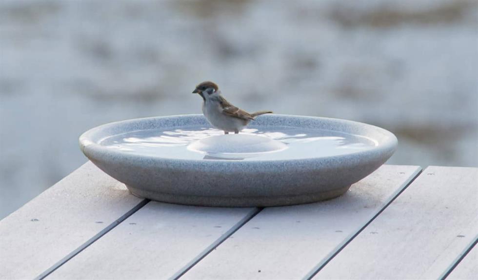 Attraktive Raststätte im vogelfreundlichen Garten: eine artgerechte Vogeltränke