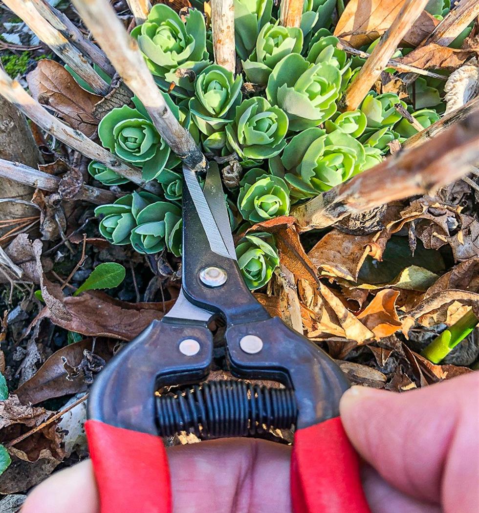 Die Winzerschere – nicht nur für Winzer